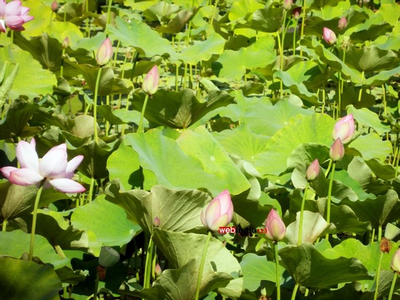 Lotus at Chinese Garden- Montreal's Botanical Garden