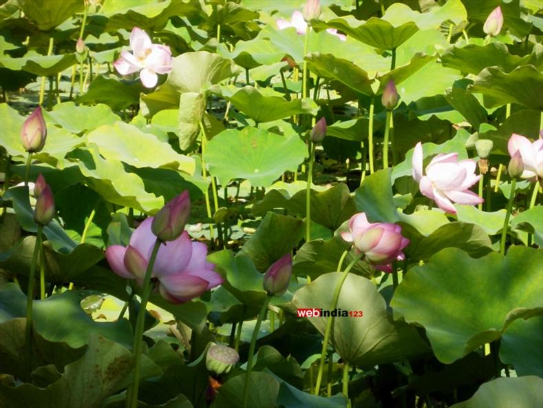 Lotus at Chinese Garden- Montreal's Botanical Garden