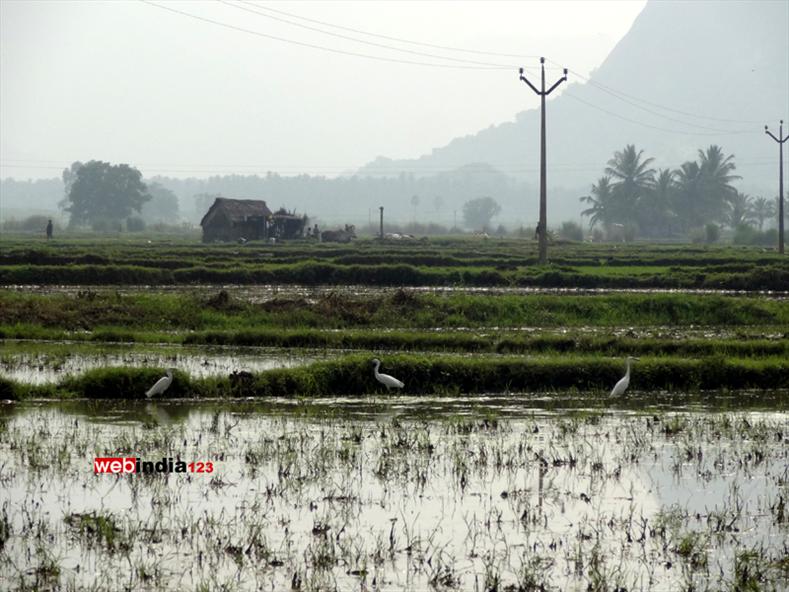 The cultivation of paddy