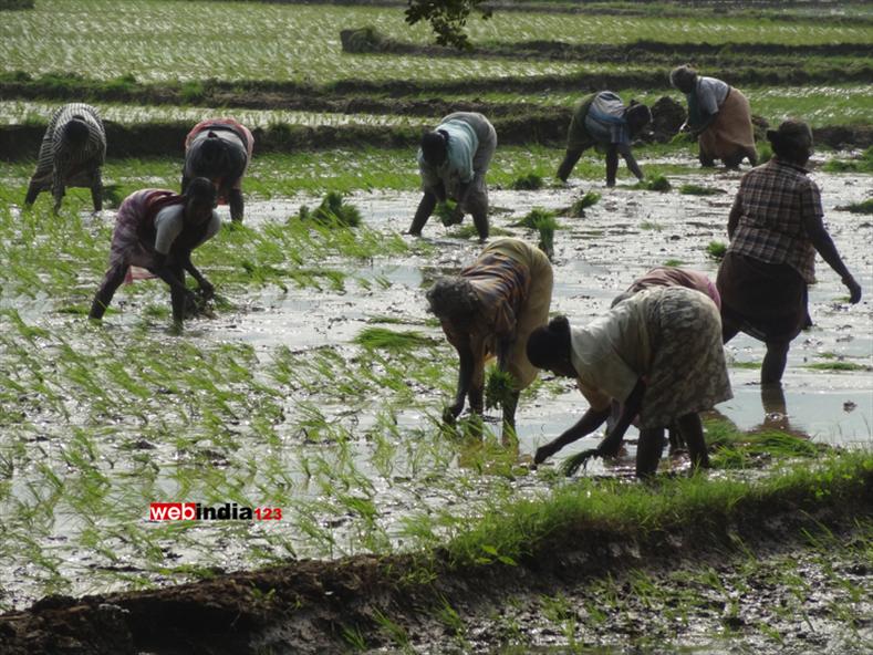 The cultivation of paddy