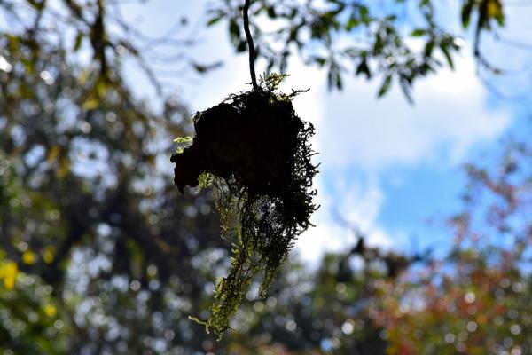 hanging nest
