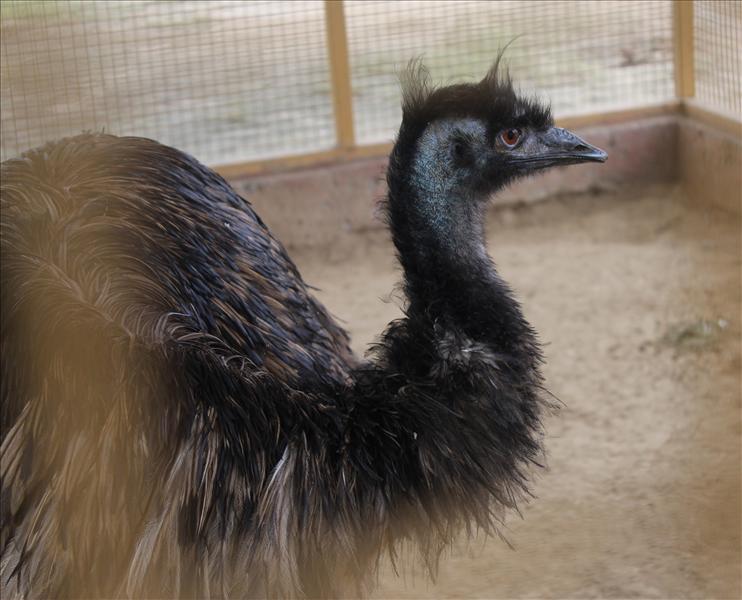 Hi! I'm an emu!