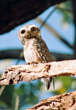 THE SPOTTED OWLET