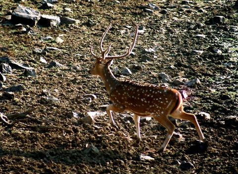 A SPOTTED DEER (M) ON THE RUN