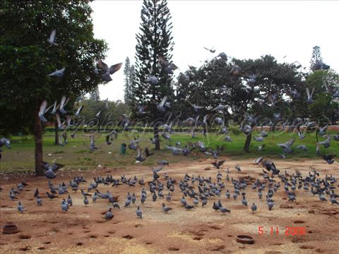 Pigeons near High Court at Bangalore
