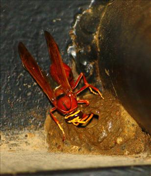 A WASP CONSTRUCTING MUD NEST