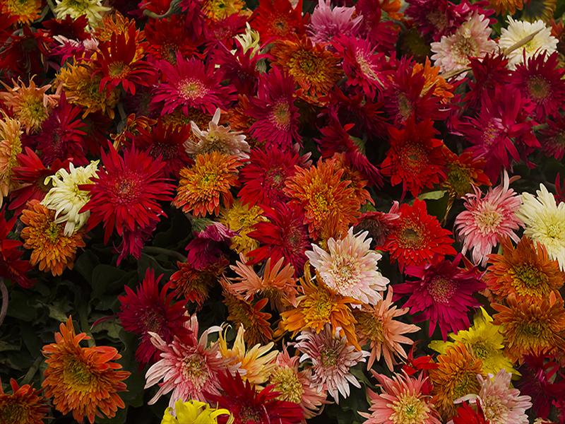 Colourful Chrysanthemum with waterdrops