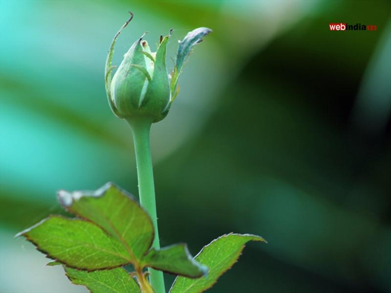 Flower Rose Bud