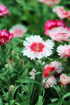 Dianthus