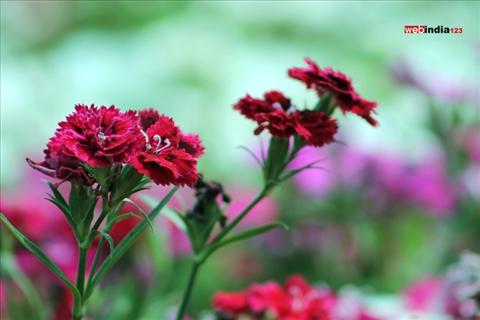 Dianthus