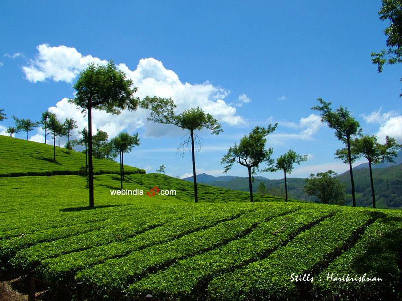 Tea Garden Munnar