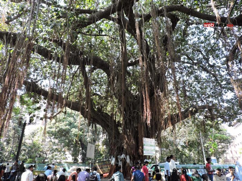 Banyan Tree in front of the Elephanta Caves Ticket Counter - Mumbai