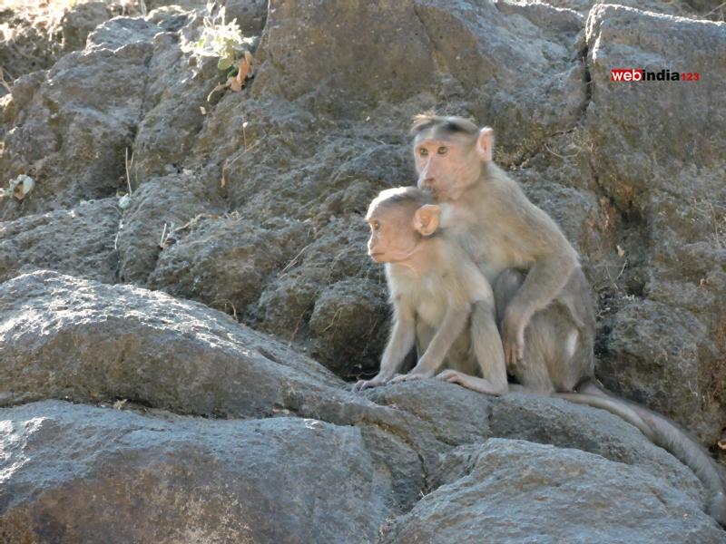 Monkeys at Elephant Caves