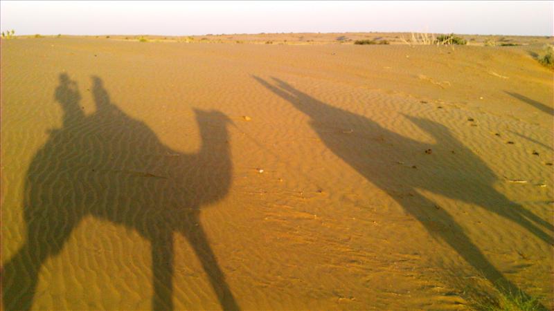 Camel Mirror Image