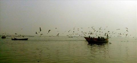 Seagulls of Varanasi