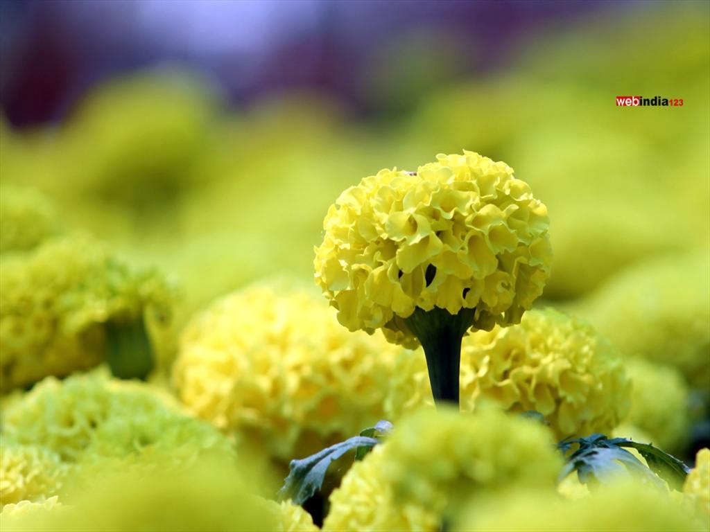 Marigold at Cochin Flower Show 2015