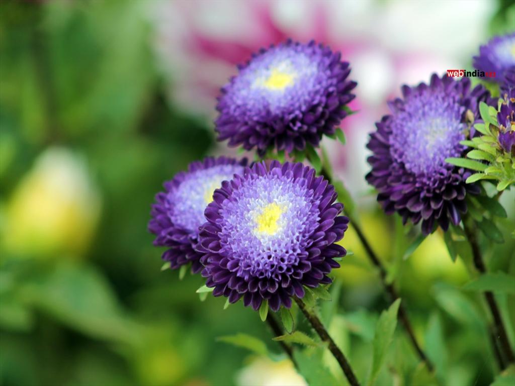 The Matsumoto asters at Cochin Flower Show 2015