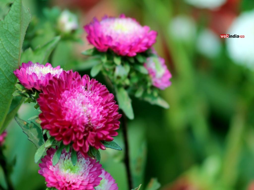 Asters at Cochin Flower Show 2015