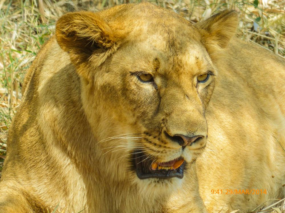 Lioness of Bannerghatta