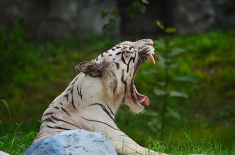 White Tiger No Man-Eater: Delhi Zoo