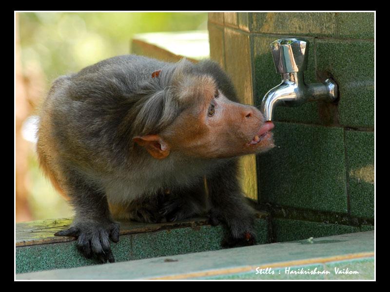 Monkey drinking water from a pipe