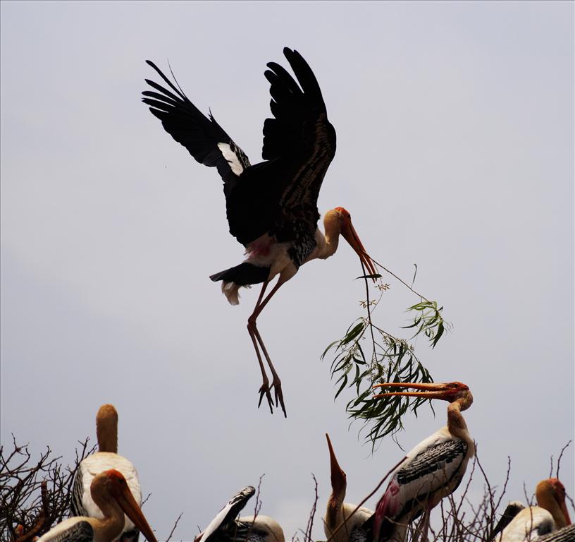The painted stork