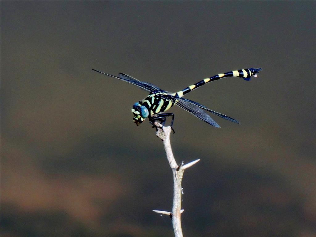 A Tiger Dragonfly