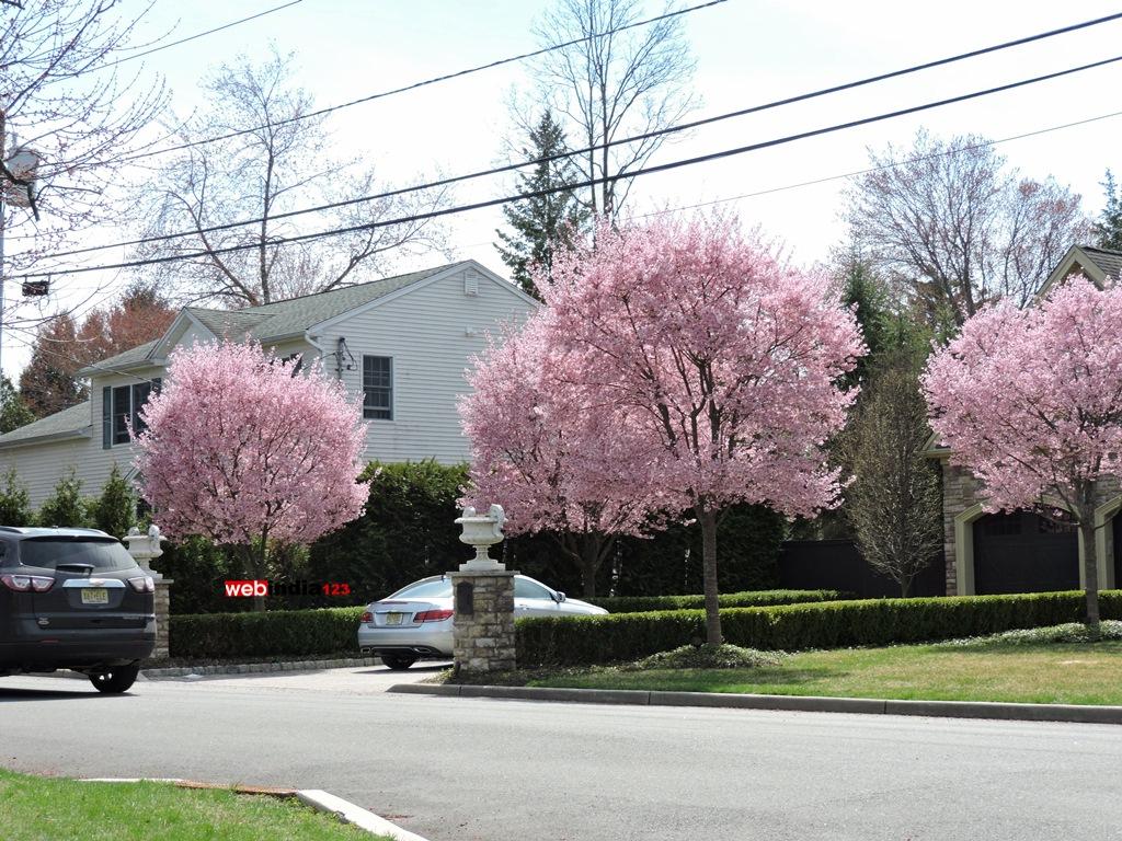 Blooming Saucer Magnolia trees