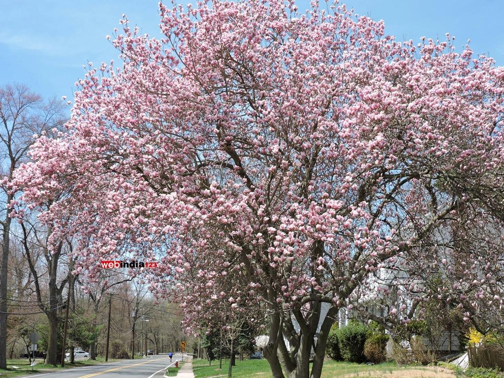 Saucer Magnolia in full bloom