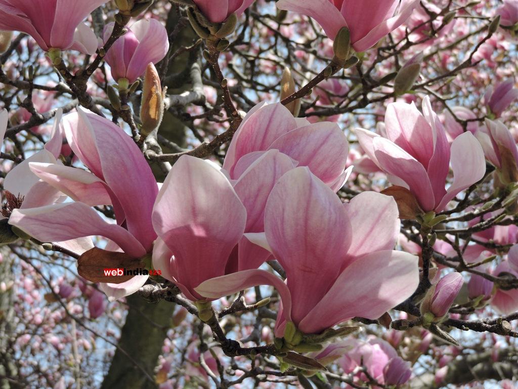 Magnolia Soulangeana Amabilis (Saucer Magnolia) Tree in Bloom