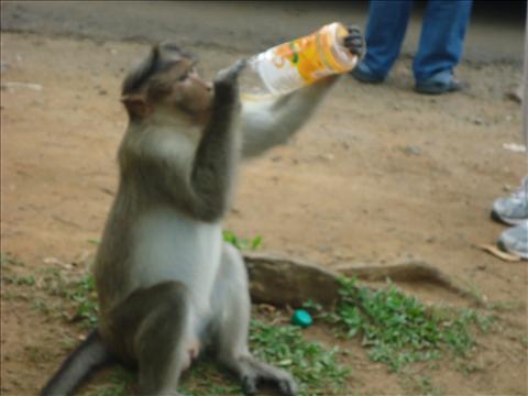 Monkey with Fruit drink