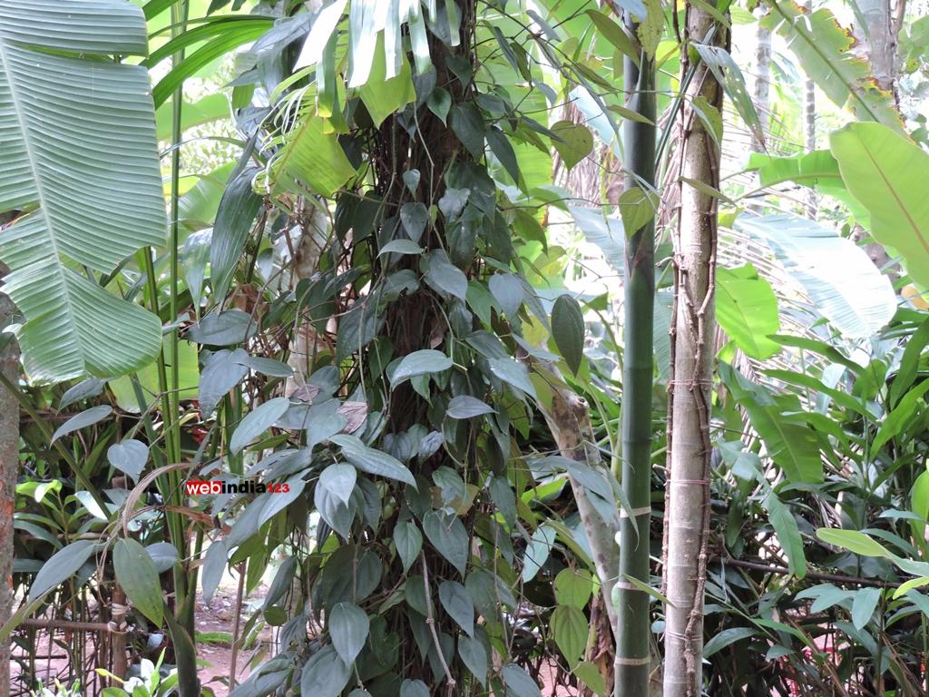 Tropical Spice Plantation, Ponda