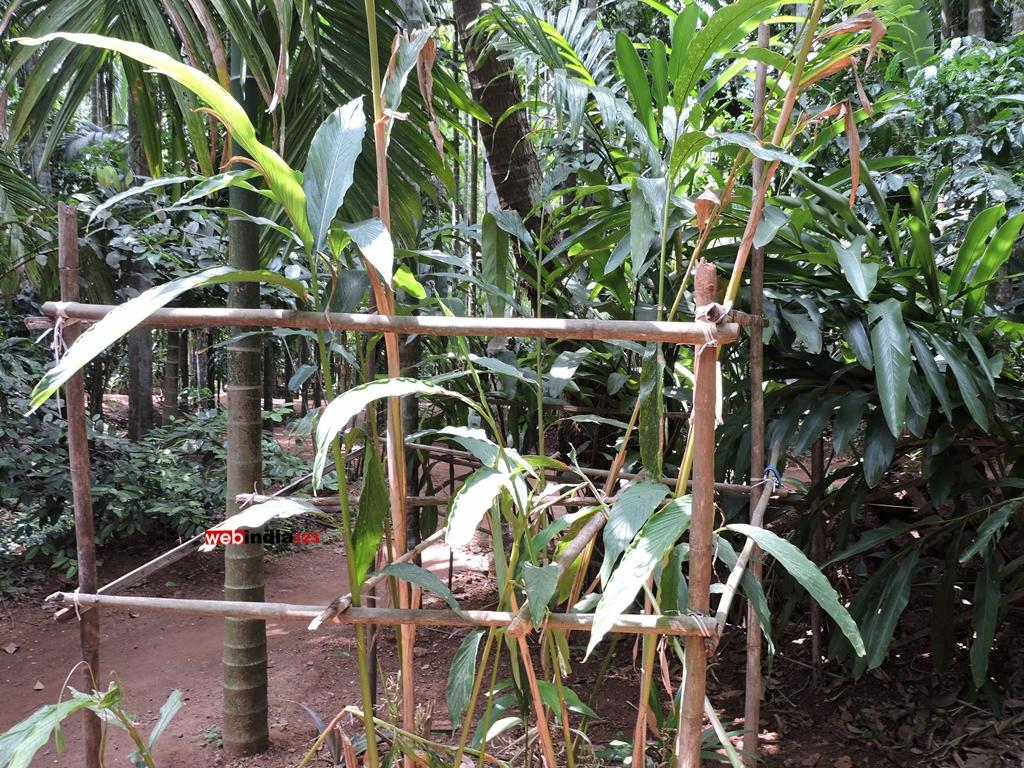 Tropical spice plantation, Goa