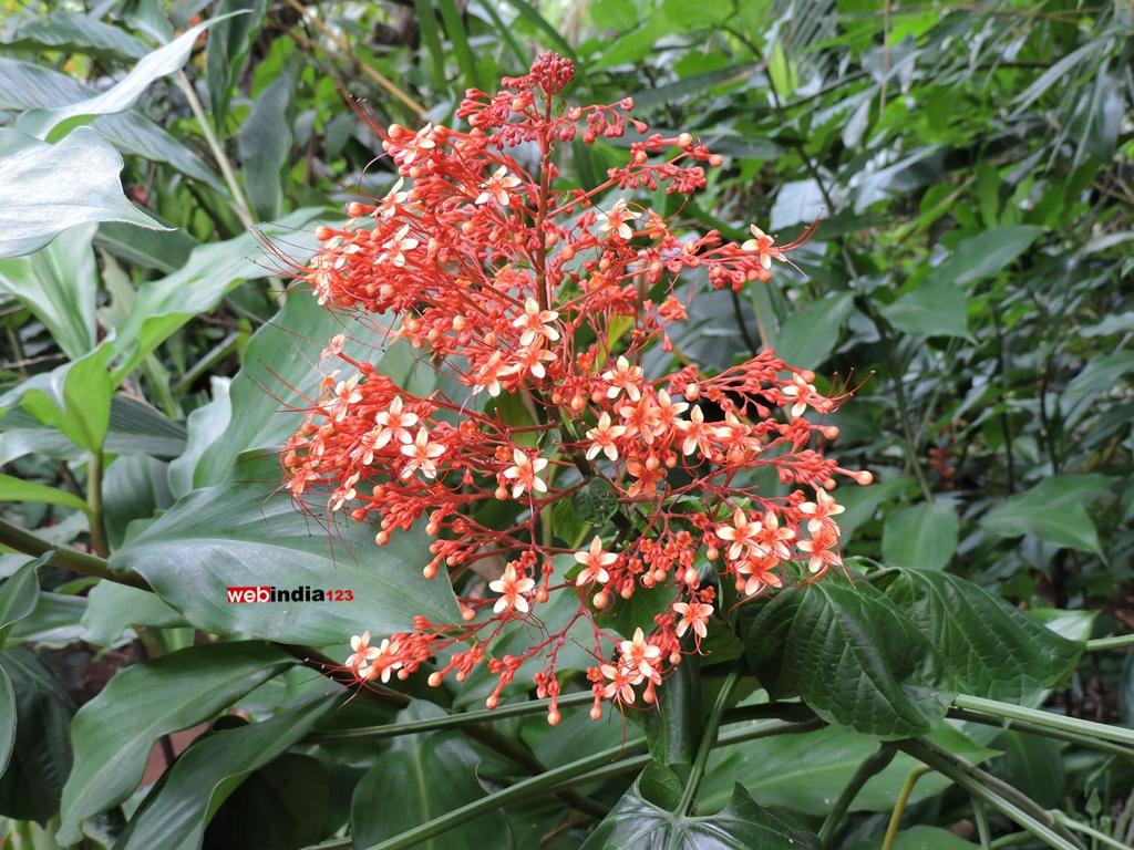 Tropical spice plantation, Goa