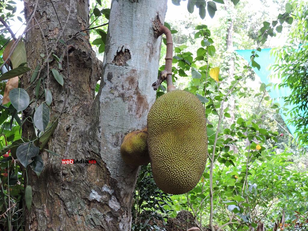 Jackfruit at Tropical spice plantation, Goa