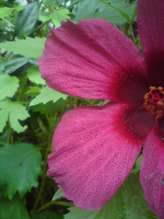 Pulicha keerai flower
