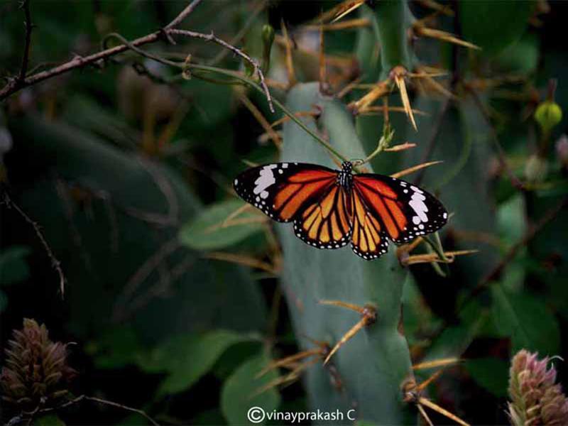 Butterfly at Chinnar Forest