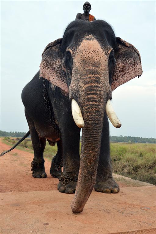 Wallpaper Nat Geo, Wildlife, Elephant | Best Free pictures