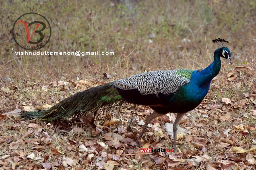Peacock at Mudumalai National Park