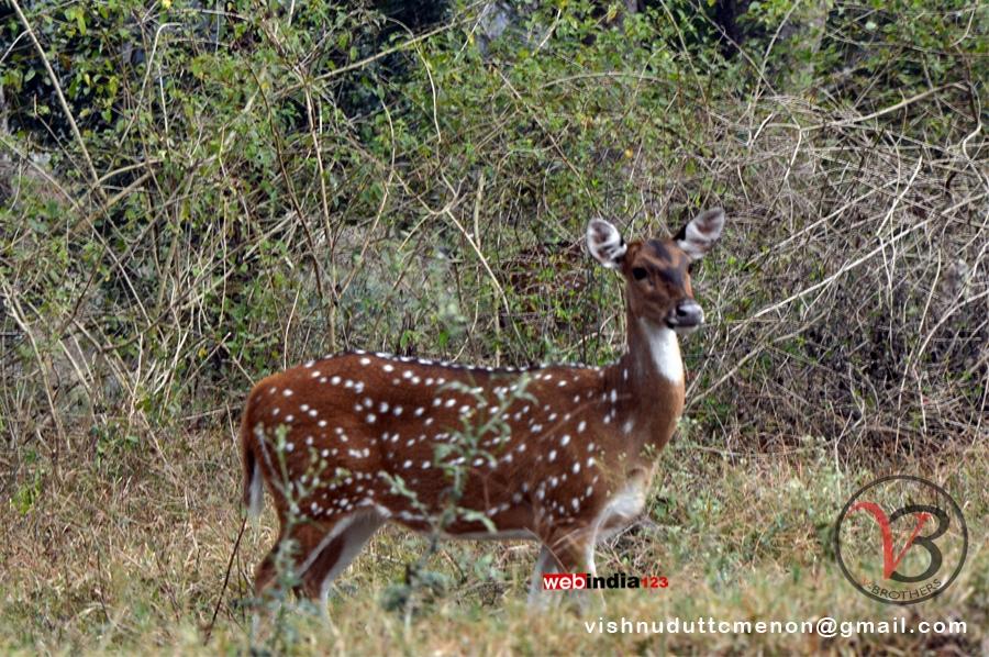 Deer at Mudumalai National Park