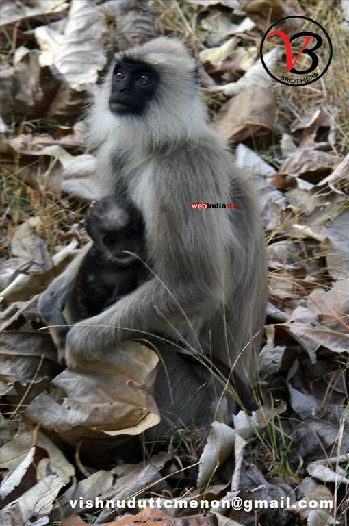 Monkey at Mudumalai National Park