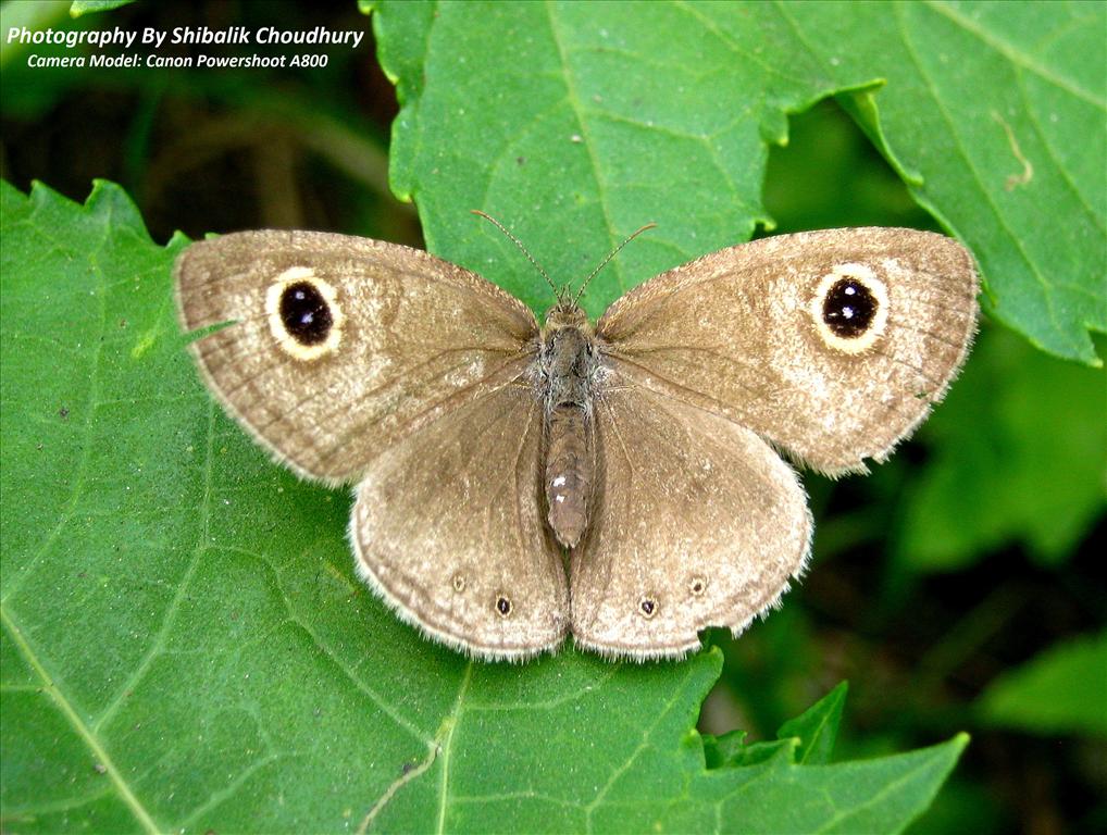 Common Four- Ring Butterfly