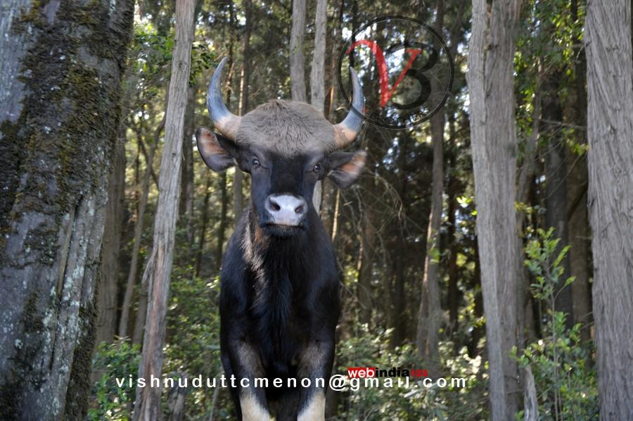 Gaur Bull at Mudumalai National Park