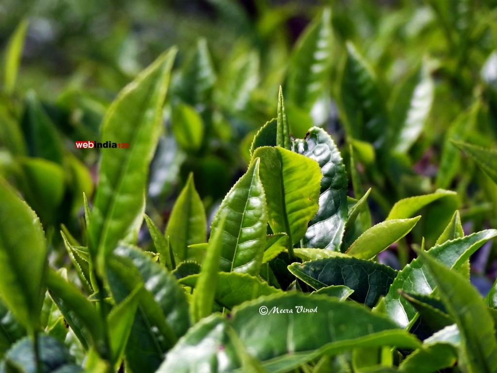 Tea leaves, Munnar