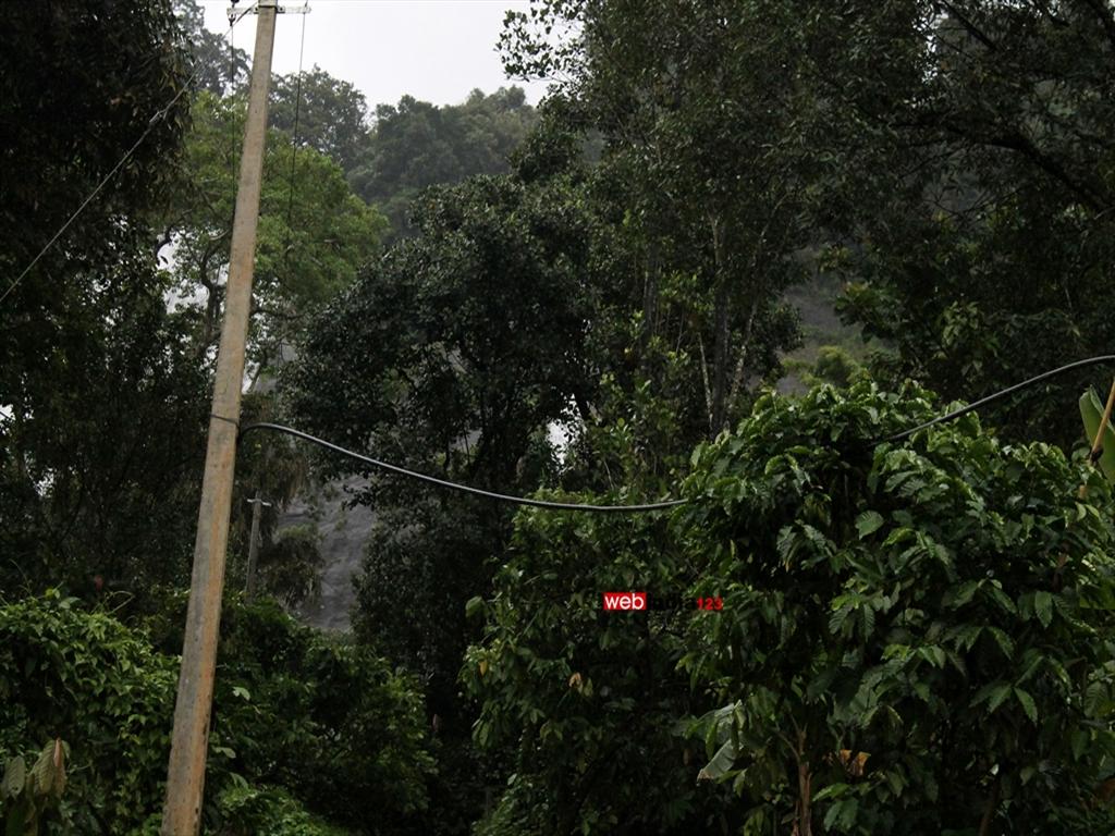 Mankulam, close to Munnar