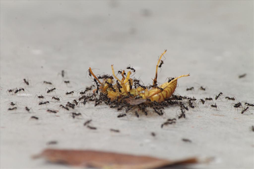 Ants taking down wasp