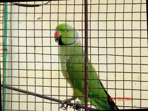 Indian ringneck parakeet (parrot)