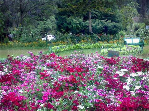 Botanical Garden- Ooty