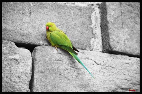 green parrot beauty