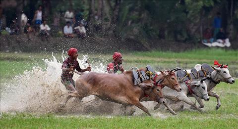 Bull Race